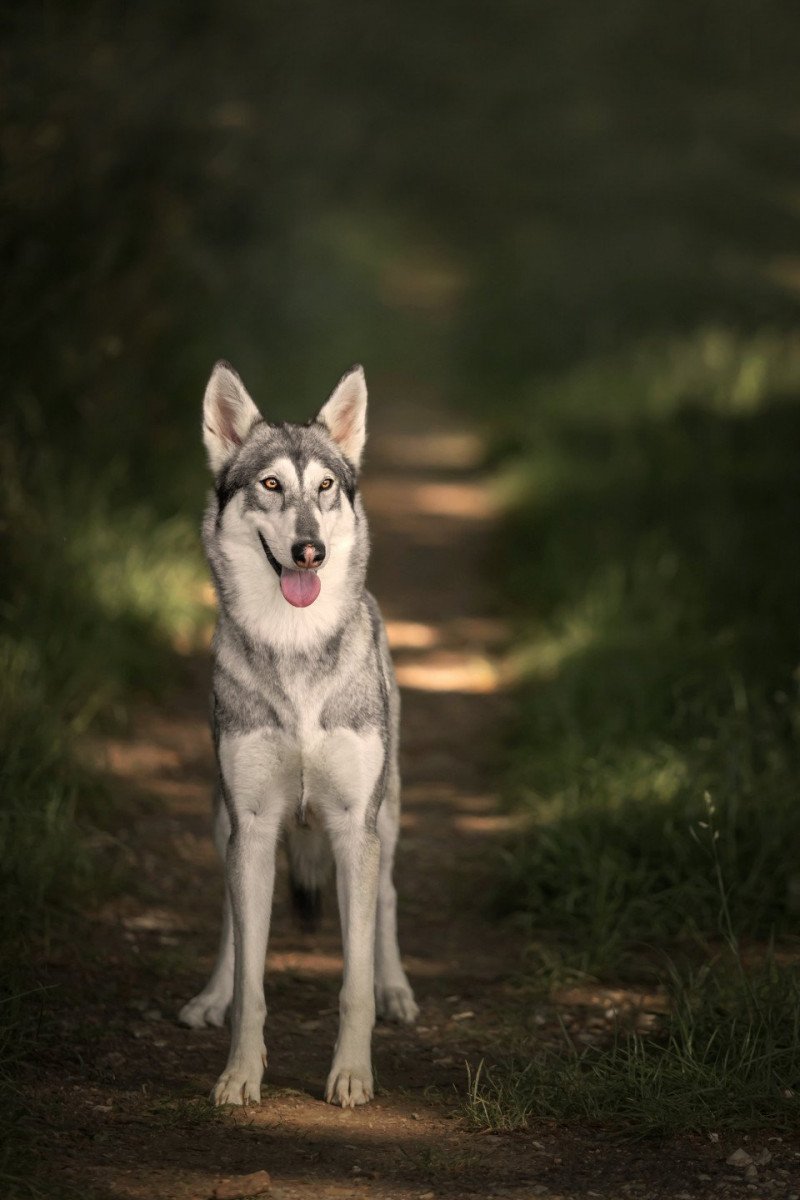 Mahlek Eternal Love Femelle Northern Inuit