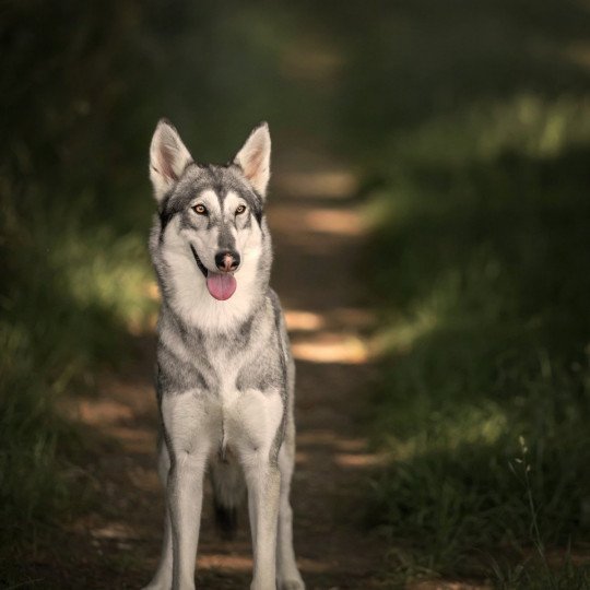 Mahlek Eternal Love Femelle Northern Inuit